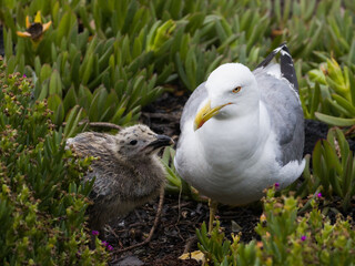 Seagull Parent with Chick in Coastal Vegetation