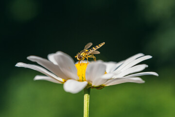 Hoverfly on White Daisy Flower