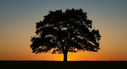 Fototapeta premium Silhouette of a Large Tree at Sunset in Open Field with Vibrant Sky