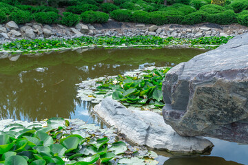 Large boulder in city park. Big stone near artificial decorative pond in landscape design. Fragment of beautiful garden with white water lilies or lotus flowers. Flower lotus of blooming in rock lake.