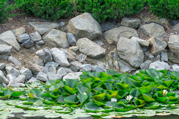 Large boulder in city park. Big stone near artificial decorative pond in landscape design. Fragment of beautiful garden with white water lilies or lotus flowers. Flower lotus of blooming in rock lake.