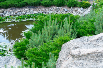 Large boulder in city park. Big stone near artificial decorative pond in landscape design. Fragment of beautiful garden with white water lilies or lotus flowers. Flower lotus of blooming in rock lake.