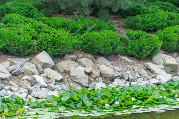 Large boulder in city park. Big stone near artificial decorative pond in landscape design. Fragment of beautiful garden with white water lilies or lotus flowers. Flower lotus of blooming in rock lake.