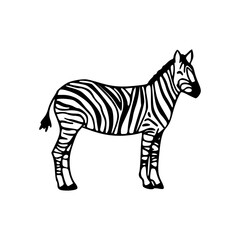 zebra vector illustration