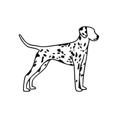 Dalmatian dog vector illustration
