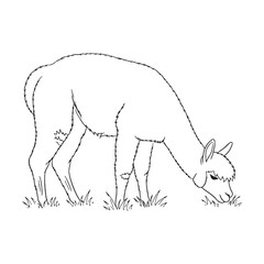 Serene Alpaca Quiet Presence Aura - Alpaca vector - Alpaca Line art - Alpaca Drawing - Vector Lineart of Alpaca - Alpaca illustration - its inherent peaceful wild might

