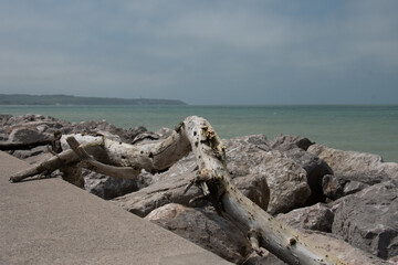 bois flotté en bord de mer