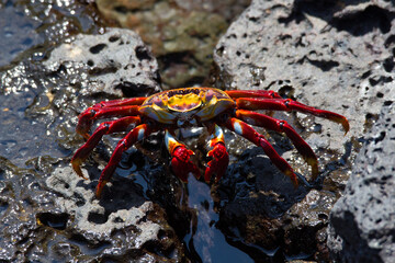 Rote Klippenkrabbe auf dunklem Vulkangestein auf Galapagos