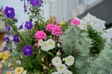 flowers pot hanging on the lamp post in the street
