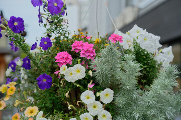 flowers pot hanging on the lamp post in the street