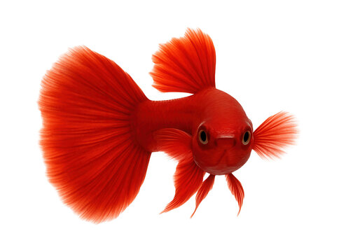 Red guppy with solid crimson body and flowing caudal fin