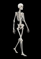 3D Render of Human Skeleton in Walking Pose