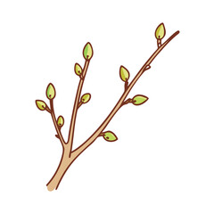 Delicate spring branch with emerging green buds on a white background