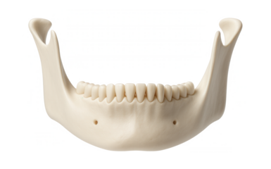 Mandible of a human with visible mental foramen and ascending ramus