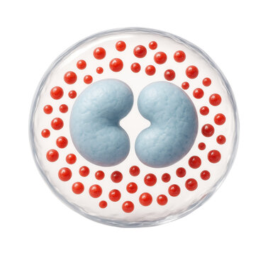High magnification of eosinophil showing bilobed nucleus and red granules