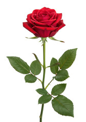 A vibrant red rose in perfect full bloom with crimson petals, bright green stem, and dark green leaves, isolated against a pure, seamless, brilliant white studio background with sharp focus and