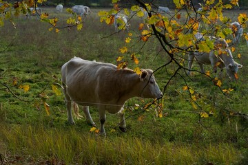 Light-colored cow stands quietly in a pasture.