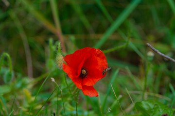 Vibrant red poppy opens its petals to a hovering bee.