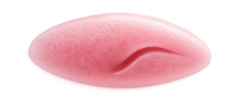 Blepharisma with elongated, pinkish body and visible oral groove