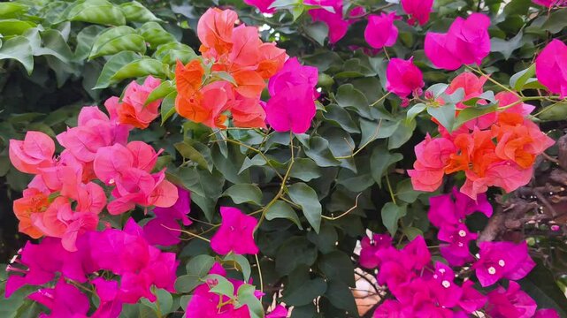 Bougainvillea flower swaying in the sunshine, blured background of the street	
