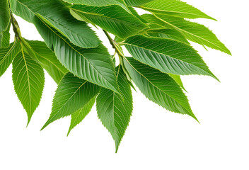Green leaves of an ash tree branch isolated on white or transparent background Cutout PNG