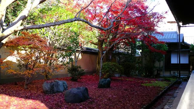  京都、紅葉、佛寺、寺院、文化財、木造建築、古代建築、日本文化、歷史名勝、古都京都の文化財、木、綠色、青空、秋、絶景、写真素材