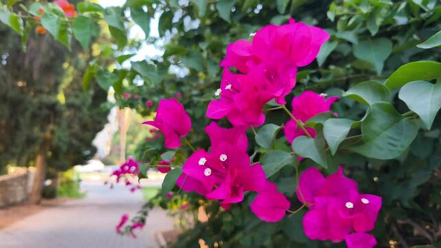 Bougainvillea flower swaying in the sunshine, blured background of the street