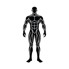 Fototapeta premium muscular system illustration of a man
