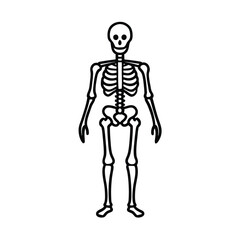 skeletal system vector illustration