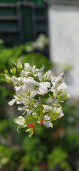 white flowers in the garden