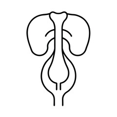 vector illustration of urinary system