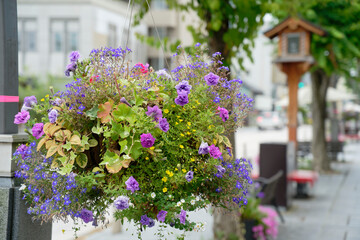 flowers pot hanging on the lamp post in the street