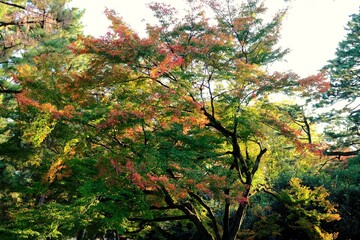 京都、京都御苑、紅葉、黃葉、大銀杏、木、日本庭園、秋、青空、光、絶景、写真素材