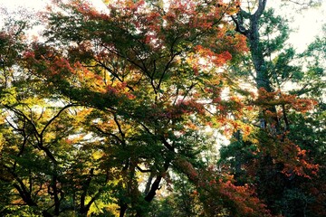 京都、京都御苑、紅葉、黃葉、大銀杏、木、日本庭園、秋、青空、光、絶景、写真素材