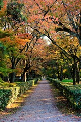 Naklejka premium 京都、京都御苑、紅葉、黃葉、大銀杏、木、日本庭園、秋、青空、光、絶景、写真素材