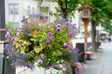 flowers pot hanging on the lamp post in the street
