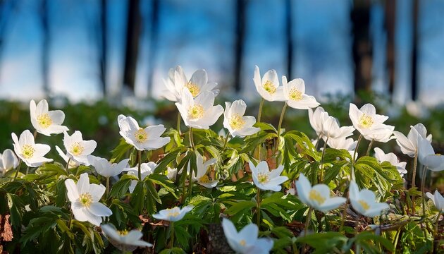 anemone asherah wood anemone anemone nemorosa in spring lovely white flowers white curtain fresh flowers great spring may of youth spring clothed earth with verdure and delicate flowers