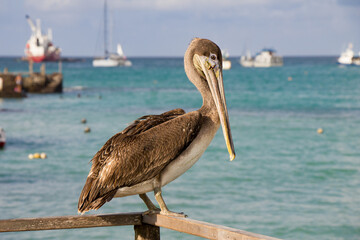 Nahaufnahme eines Braunpelikans vor dem Meer auf den Galápagos-Inseln