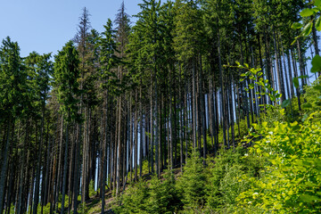 Vertical conifer trees on a steep forested slope