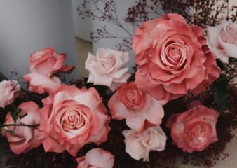 Close up of pink colored roses 
