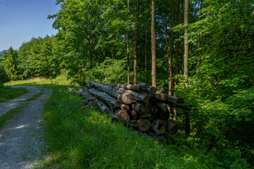 Fototapeta premium Straight gravel road through green forest with stacked cut logs