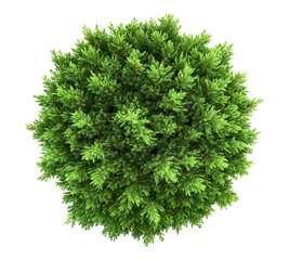 A small green bush with green leaves