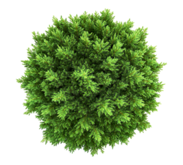 A small green bush with green leaves