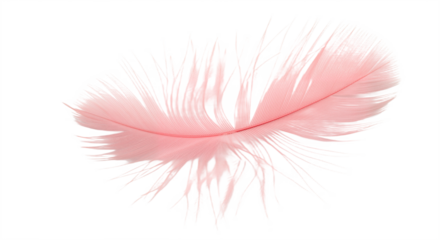 Delicate Pink Feather with Wispy Texture Against White Background, Symbolizing Lightness, Elegance, and Natural Grace.