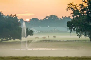 Thoroughbred horses graze in foggy pasture with barn as sun rises over tree tops, Ocala, Florida, 