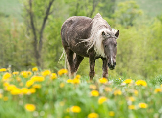 Adult senior aged pony animal in field of wildflowers