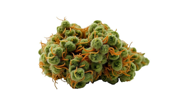 Close-up of Jack Herer medical cannabis flowers