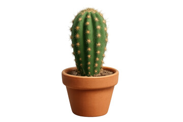 3d rendering of a single cactus plant growing in a terracotta pot, isolated on a transparent background