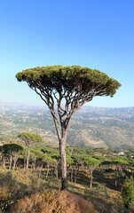 Umbrella Pine Tree in the mountains of Lebanon