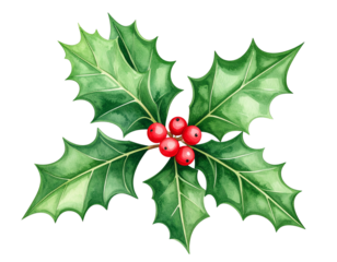 watercolor holly leaves and berries, soft painted, transparent background 